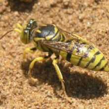 $1,000 Giving Level: Sand Wasp - Glenostictia pictifrons